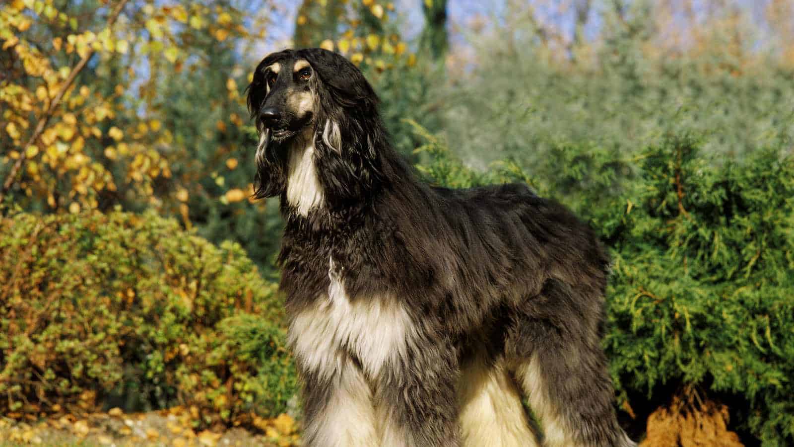 Afghan Hound