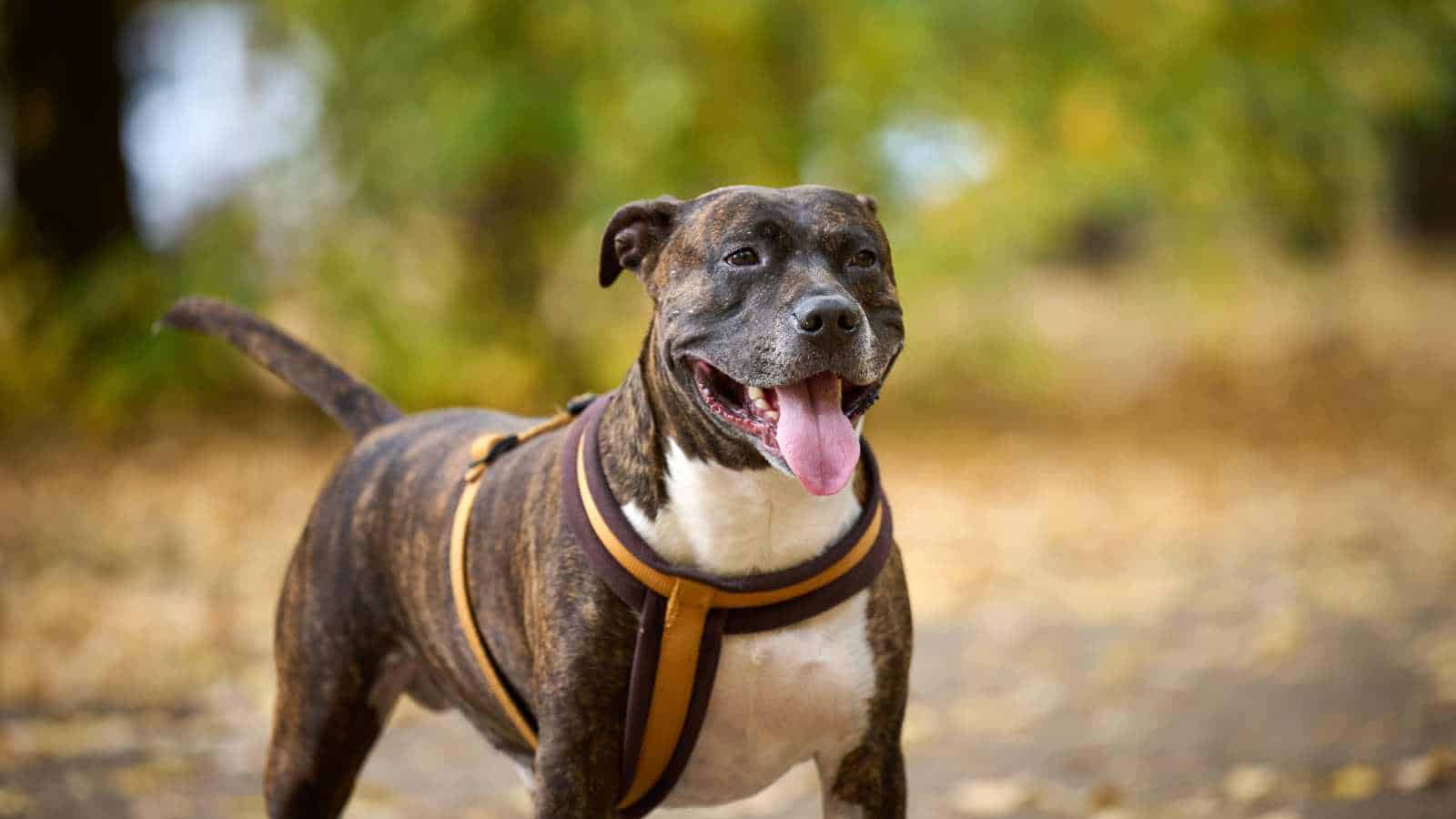 pit bull