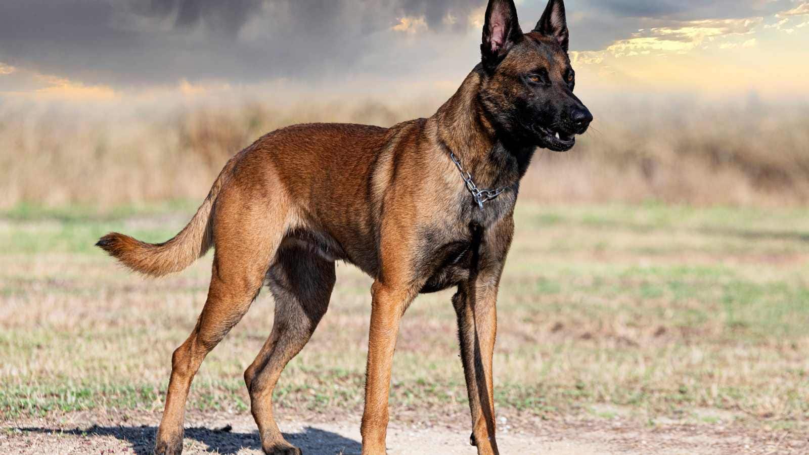 Belgian Malinois