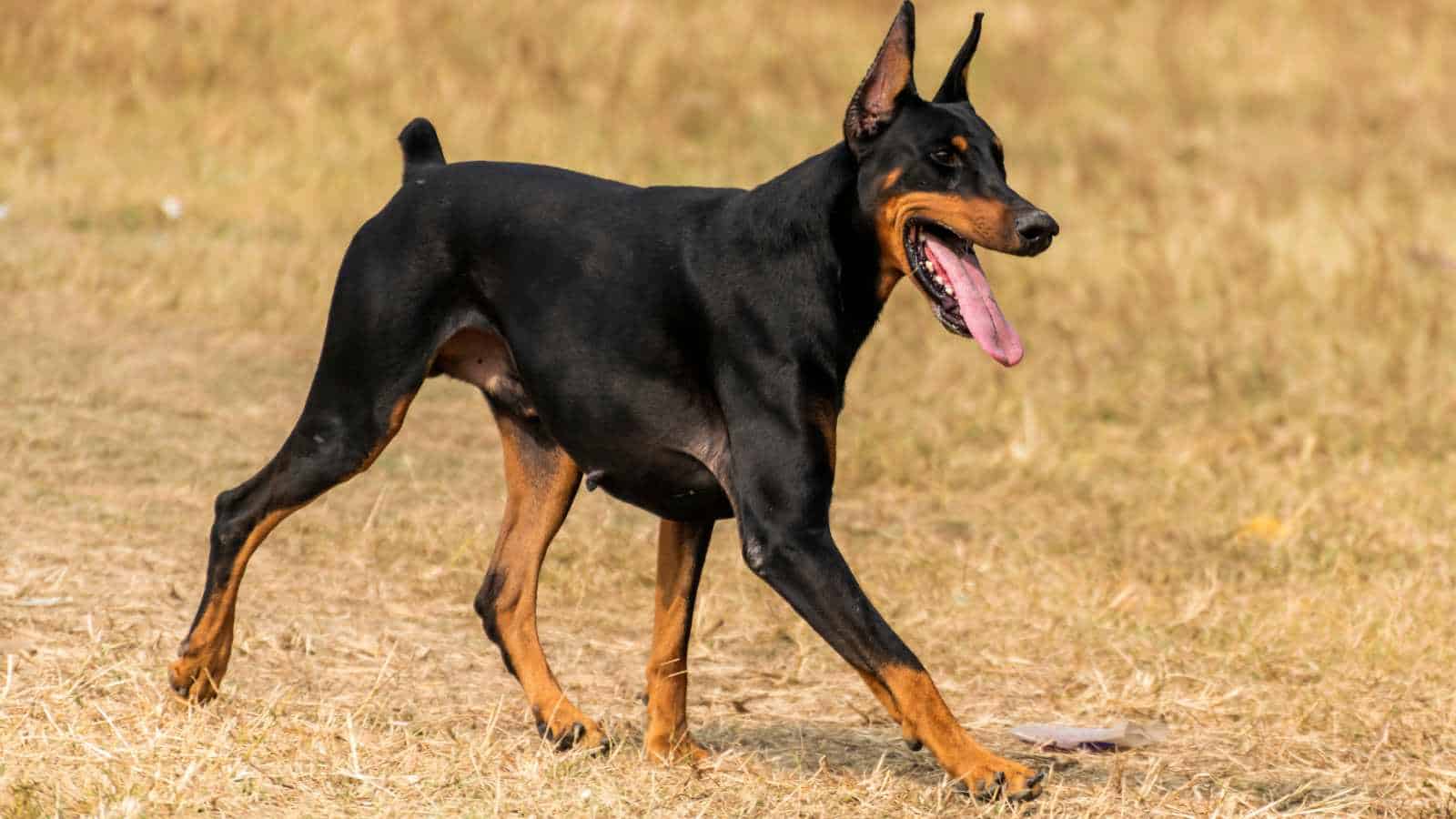 Doberman