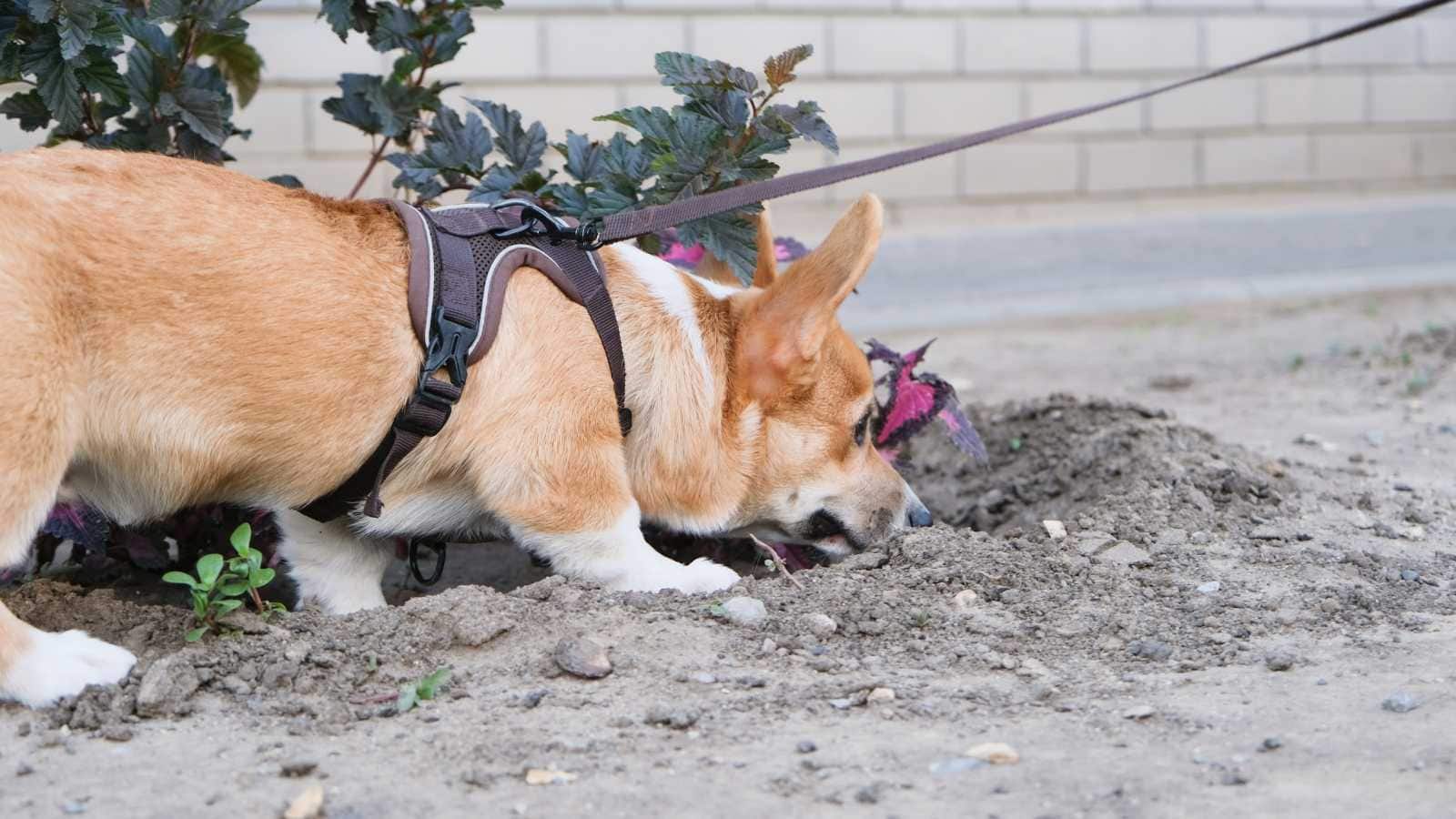 sniffing