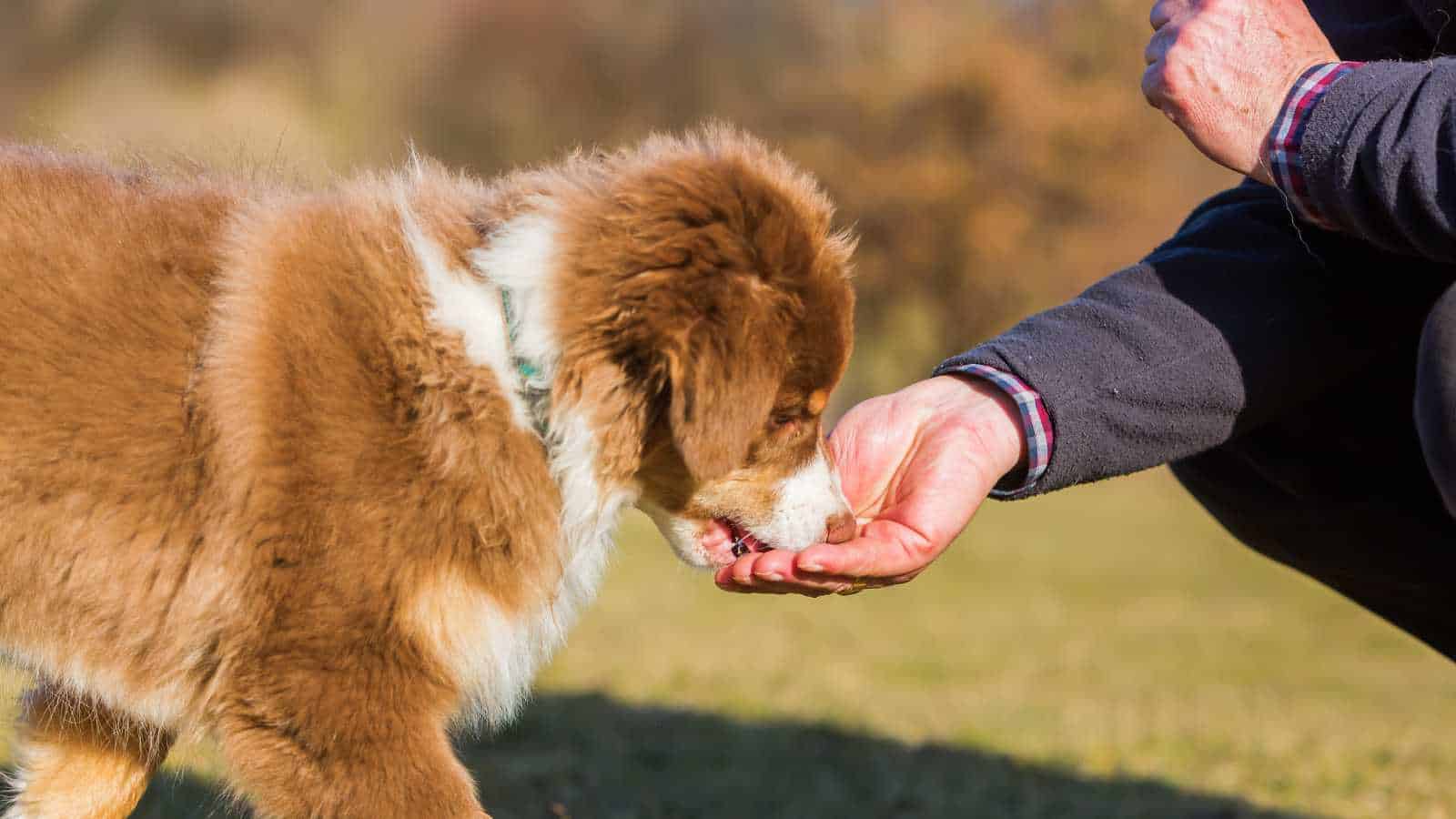 treat your dog