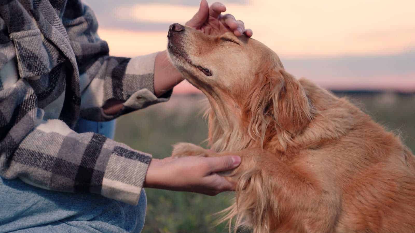 touching the dog