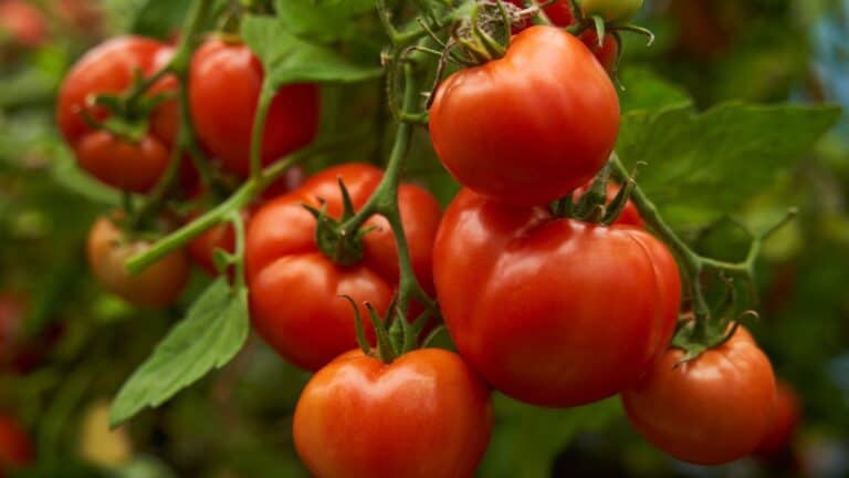 Tomato prices are still up nearly 20%. 11 swaps that can cut your grocery bill