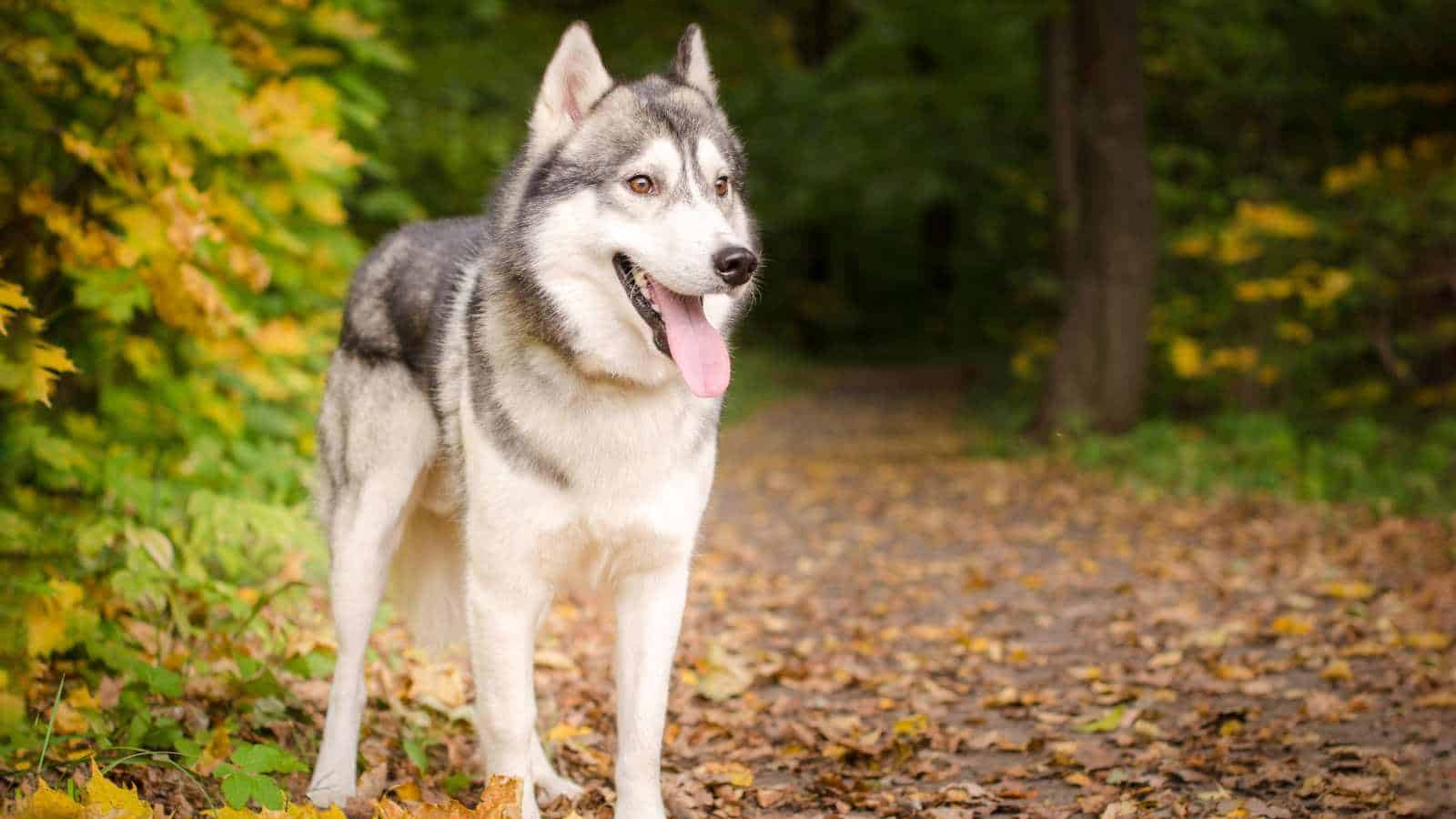 Siberian husky