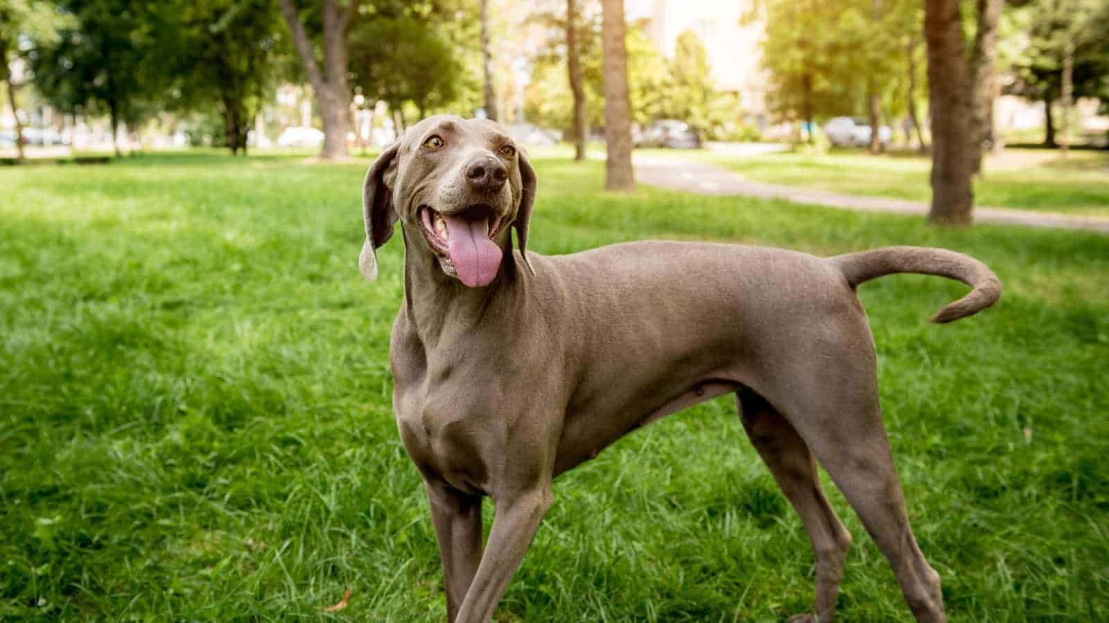 Weimaraner
