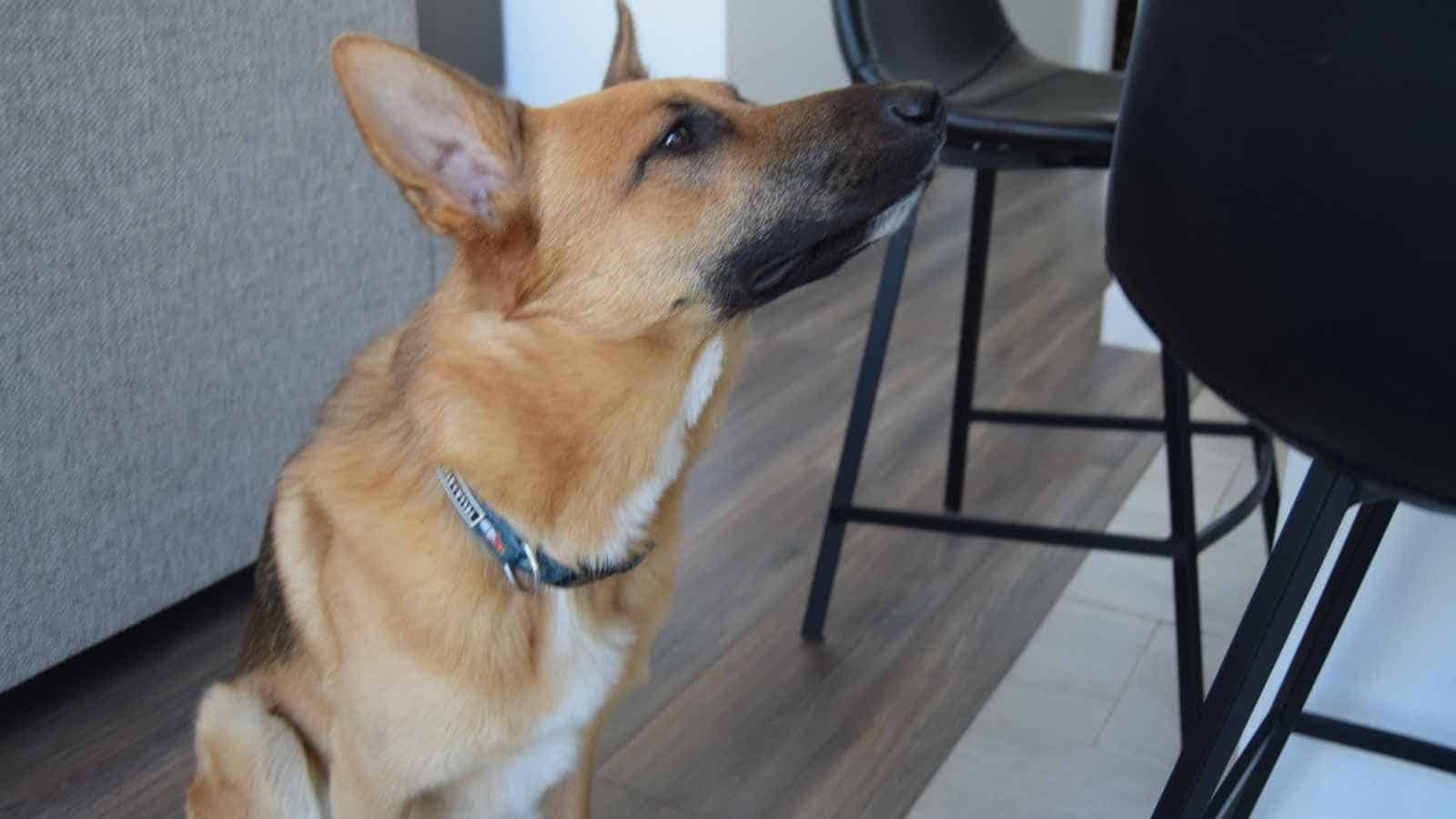 a dog watching you