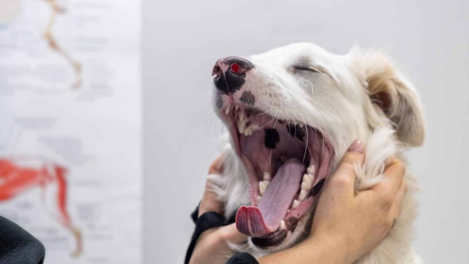 a dog yawning
