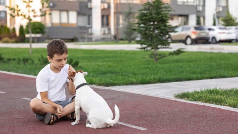 pay attention to Dogs