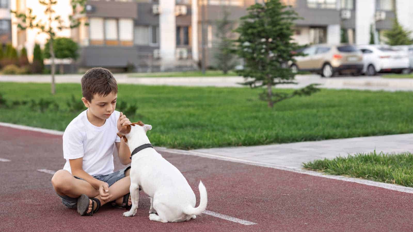 pay attention to Dogs