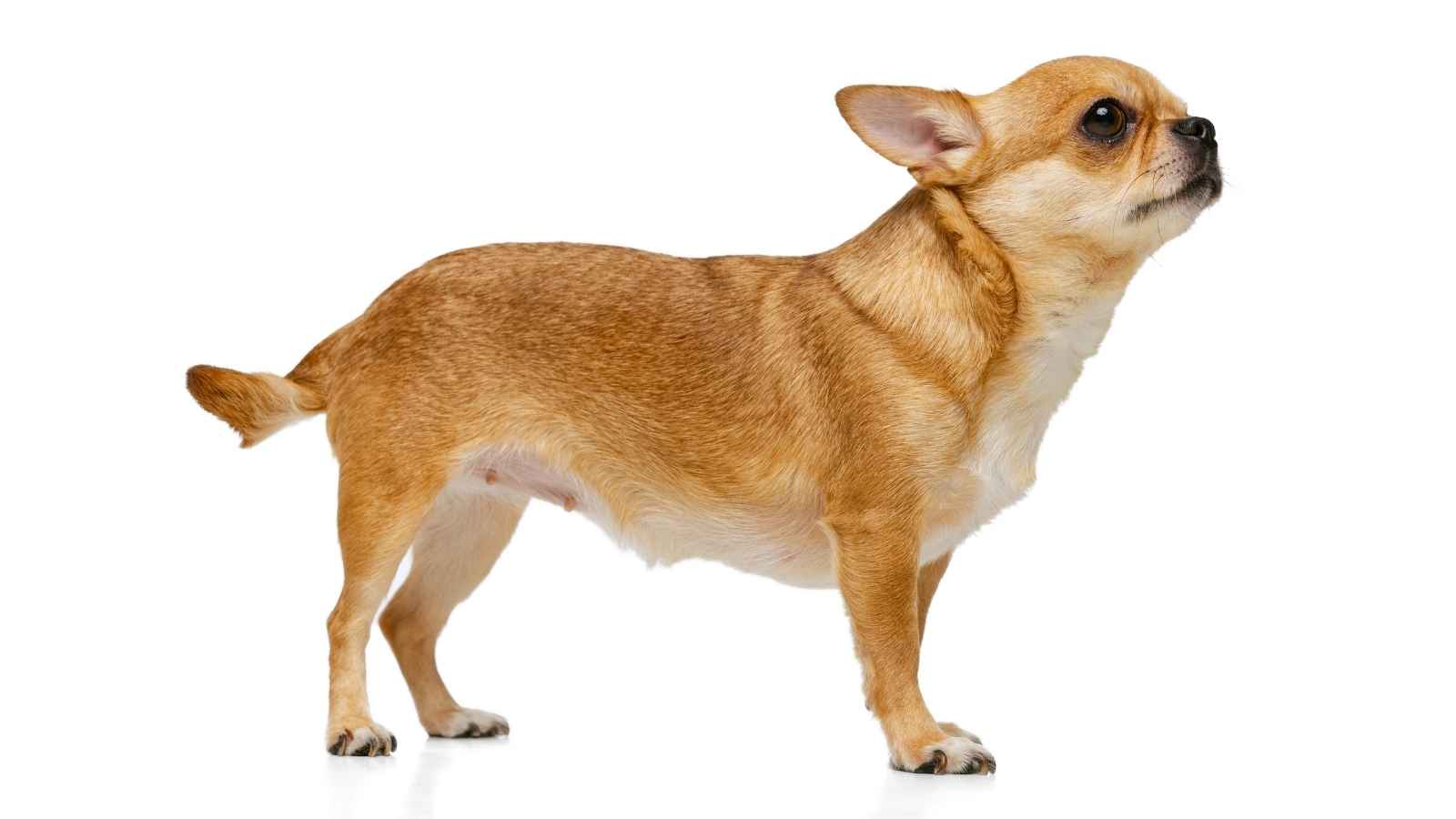 pulling back its ears