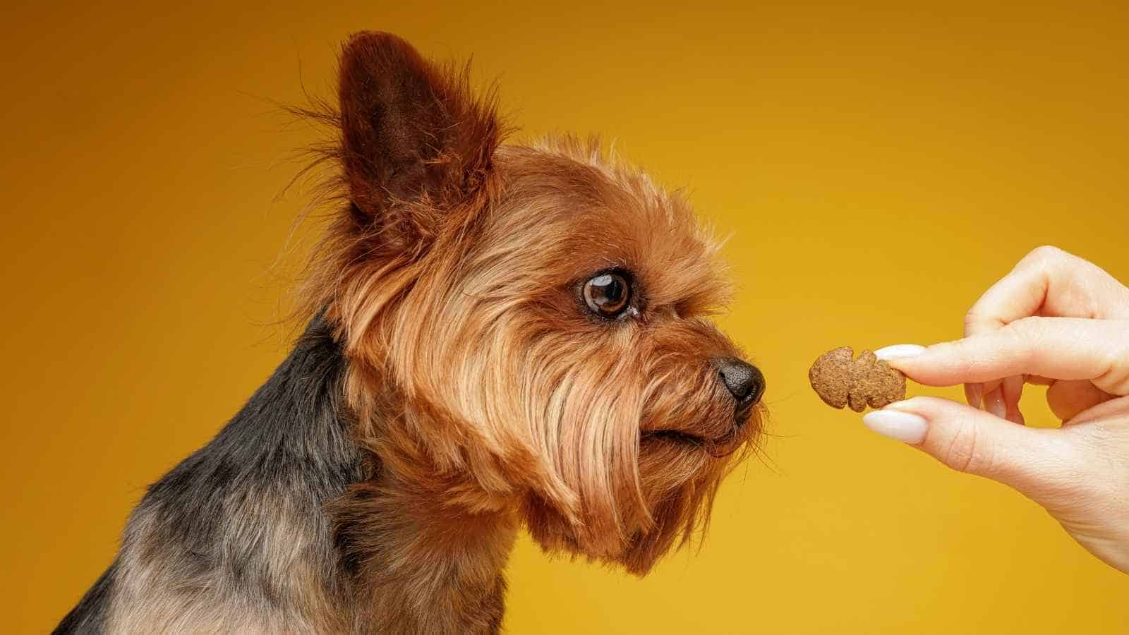refuse a treat