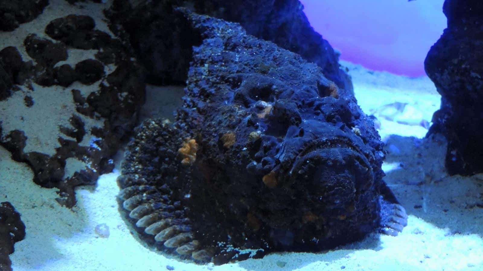 stonefish.krzysiek16ino 123rf