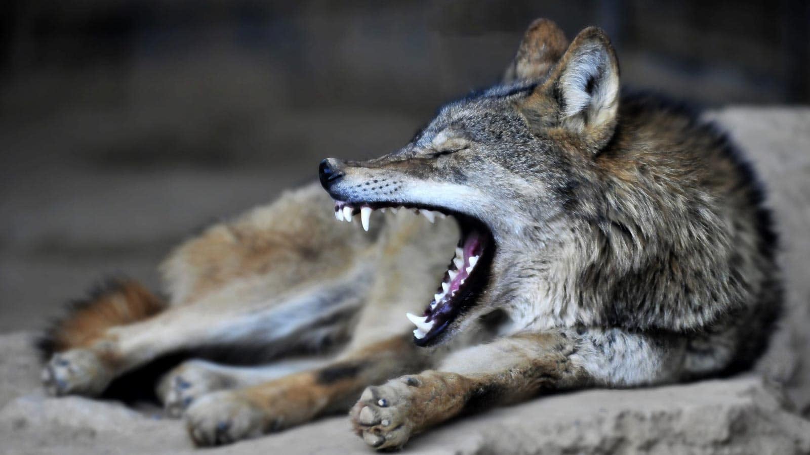 Coyote. caizier via 123rf