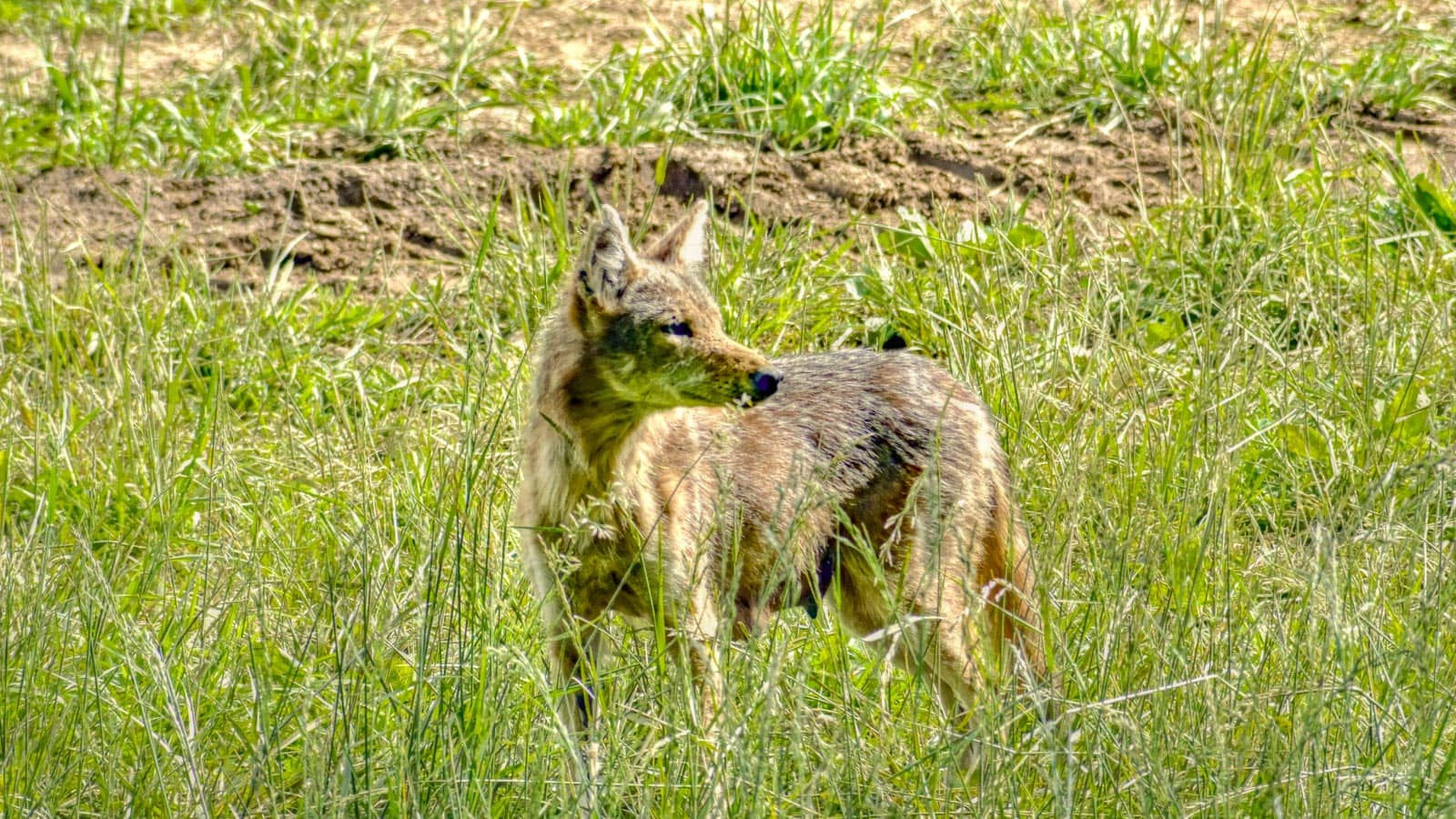 Coyote. jandrax9090 via 123rf