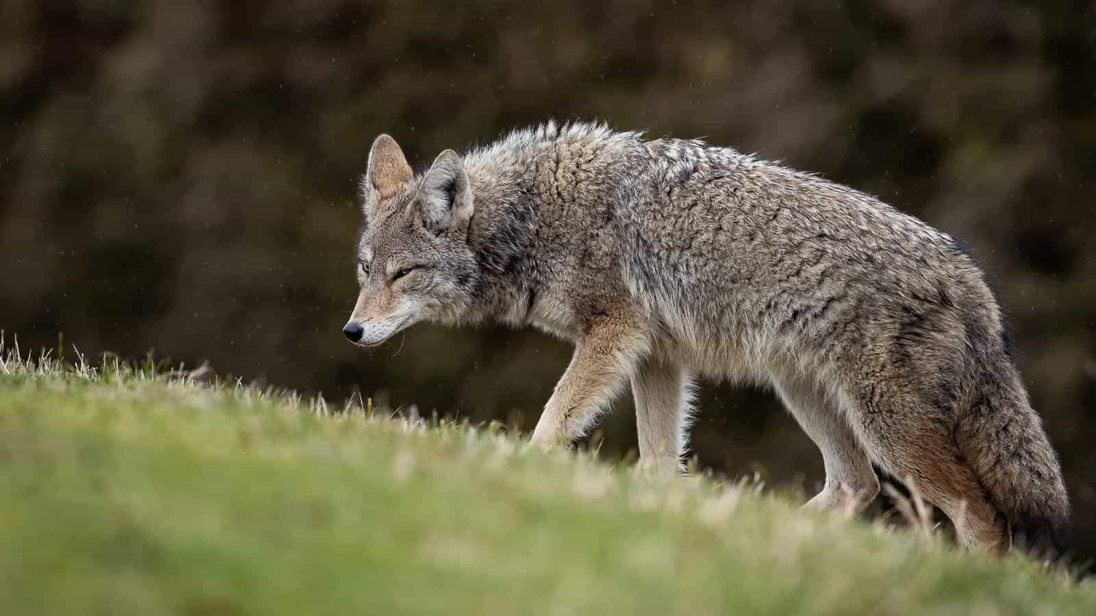 coyote. collins93 via 123rf