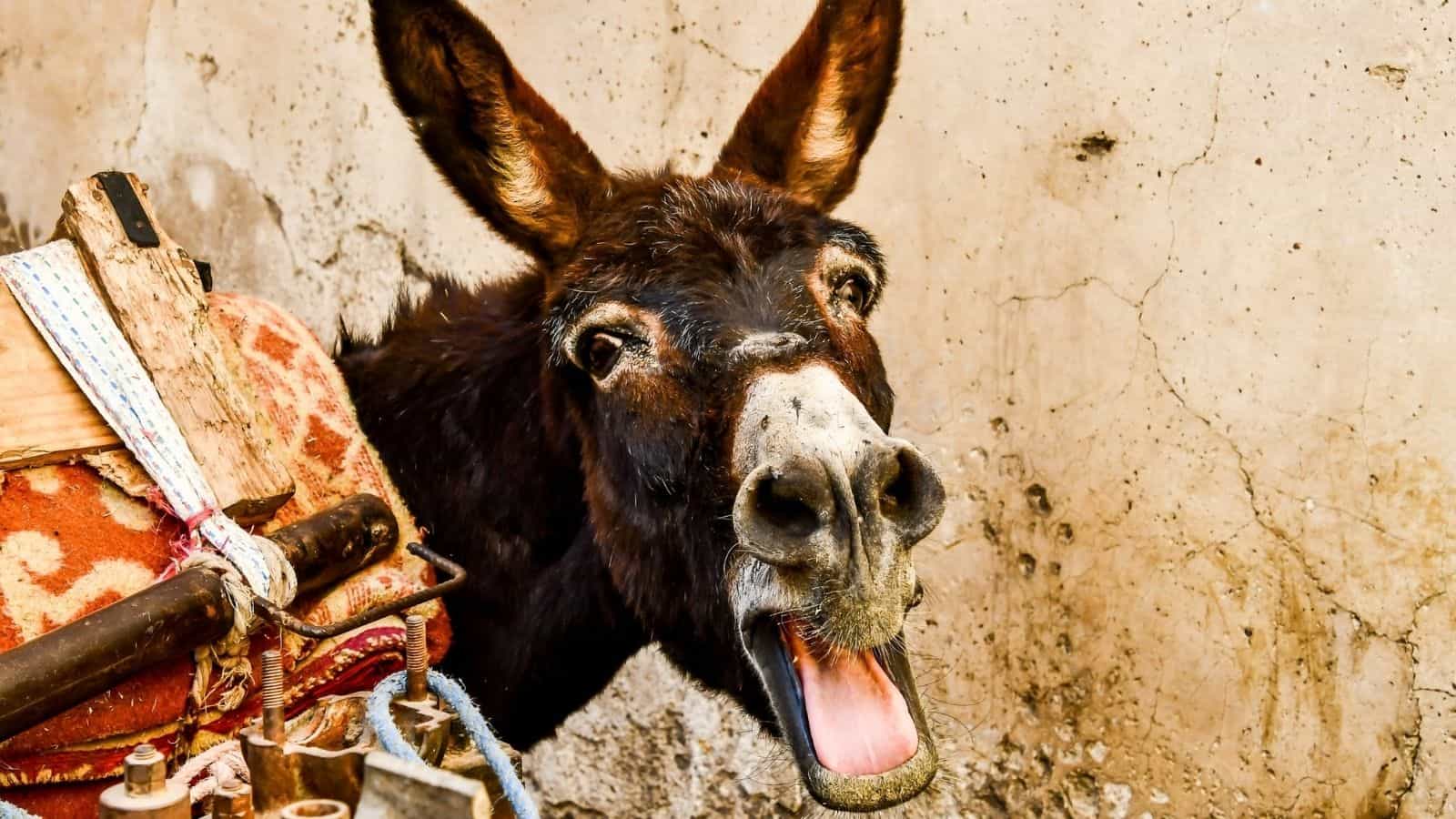 donkey